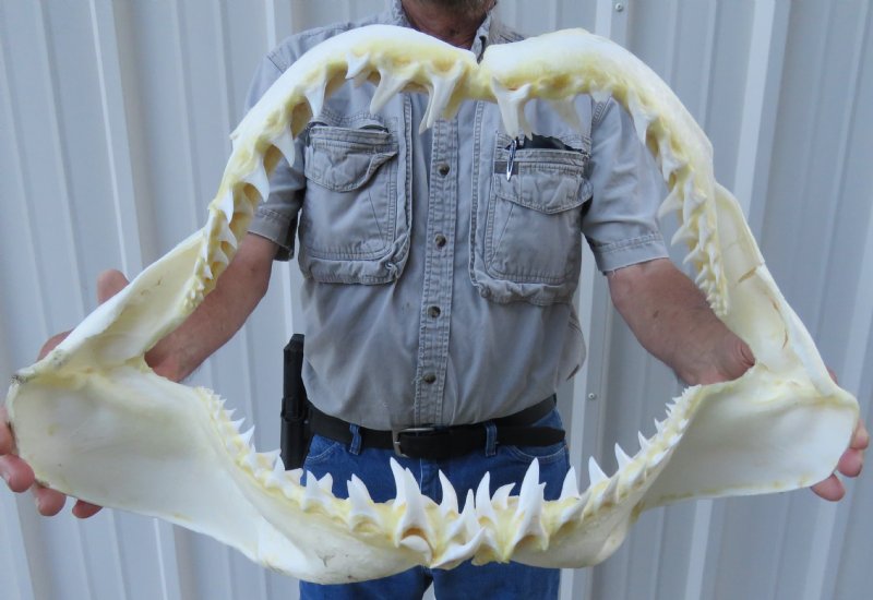 22 inches Real Mako Shark Jaw for Sale,