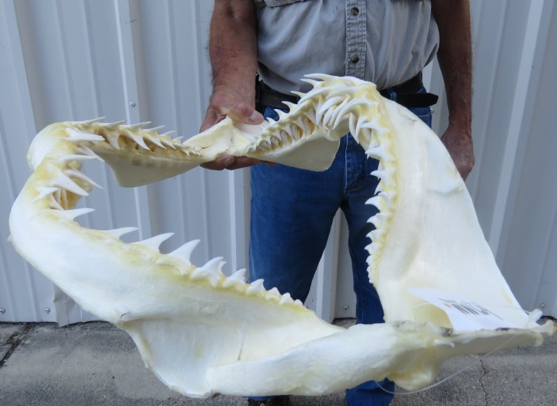 22 inches Real Mako Shark Jaw for Sale,