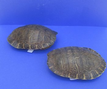 River Cooter Turtle Shells