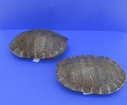 10 to 10-3/4 inches Large River Cooter Turtle Shells <font color=red> Wholesale</FONT> 4 @ $25.00 each;  6 @ $22.50 each 