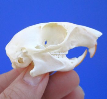 Gray Squirrel Skull, Beetle Cleaned, 2-1/8", Buy this one for $24.99