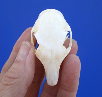 Gray Squirrel Skull, Beetle Cleaned, 2-1/8", Buy this one for $24.99