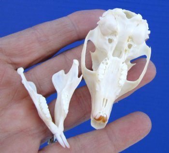 Gray Squirrel Skull, Beetle Cleaned, 2-1/8", Buy this one for $24.99