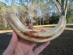 11 inches Extra Large Warthog Tusk (<font color=red> 8-3/4 inches Solid</font>) for $68.99