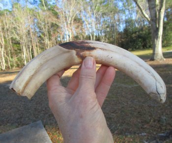 11 inches Extra Large Warthog Tusk (<font color=red> 8-3/4 inches Solid</font>) for $68.99