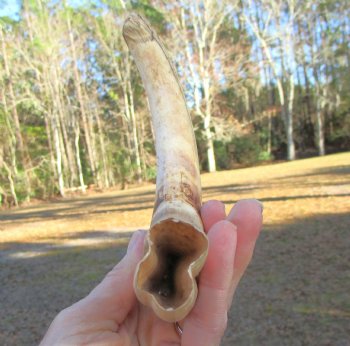 11 inches Extra Large Warthog Tusk (<font color=red> 8-3/4 inches Solid</font>) for $68.99
