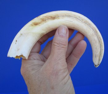 9-1/4 inches African Warthog Ivory Tusk, 4.1 ounces, <font color=red> 7-1/2 inches Solid</font> - Buy this for $44.99