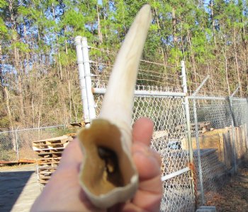 10 inches Large Warthog Tusk (<font color=red>6 inches Solid</font>) for $59.99