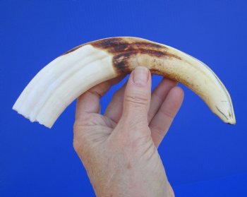 10 inches Large Warthog Tusk (<font color=red>7-1/2 inches Solid</font>) for $59.99