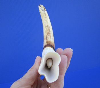 10 inches Large Warthog Tusk (<font color=red>7-1/2 inches Solid</font>) for $59.99