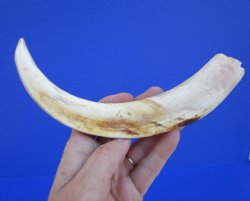10 inches Large Warthog Tusk (<font color=red>7-3/4 inches Solid</font>) for $59.99