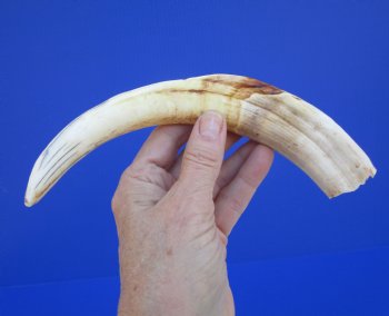 10 inches Large Warthog Tusk (<font color=red>7-3/4 inches Solid</font>) for $59.99