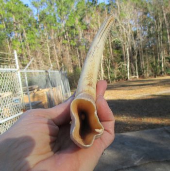 10 inches Large Warthog Tusk (<font color=red>7-3/4 inches Solid</font>) for $59.99