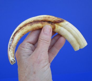 9 inches African Warthog Ivory Tusk, 3.6 ounces, <font color=red> 6-1/2 inches Solid</font> - Buy this for $44.99