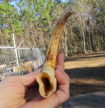 9 inches African Warthog Ivory Tusk, 3.6 ounces, <font color=red> 6-1/2 inches Solid</font> - Buy this for $44.99
