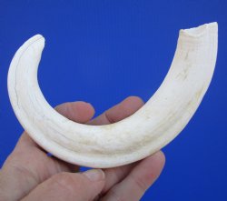 10-1/2 inches Bleached White Large Warthog Tusk (<font color=red>9 inches Solid</font>) for $59.99