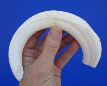10-1/2 inches Bleached White Large Warthog Tusk (<font color=red>9 inches Solid</font>) for $59.99