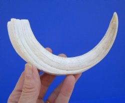 9-1/4 inches African Warthog Ivory Tusk, 3.8 ounces, <font color=red> 7-3/4 inches Solid</font> - Buy this for $44.99