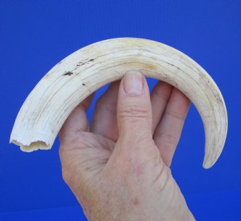 9-1/4 inches African Warthog Ivory Tusk, 3.8 ounces, <font color=red> 7-3/4 inches Solid</font> - Buy this for $44.99