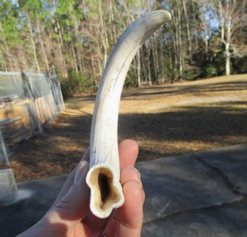 9-1/4 inches African Warthog Ivory Tusk, 3.8 ounces, <font color=red> 7-3/4 inches Solid</font> - Buy this for $44.99