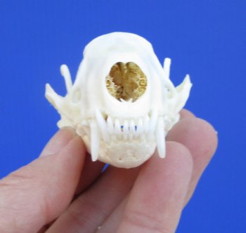 Real Skunk Skull, 3 by 1-3/4 inches - Buy this one for $49.99