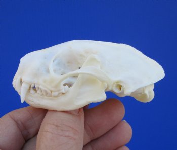 Real Skunk Skull, 3 by 1-3/4 inches - Buy this one for $49.99
