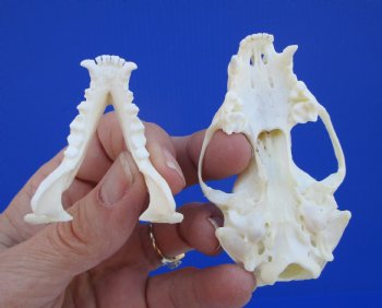 Real Skunk Skull, 3 by 1-3/4 inches - Buy this one for $49.99