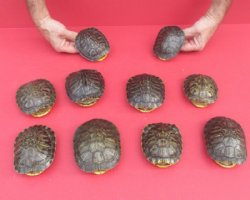 2-1/2 to 4 inches Small Red Eared Slider Turtle Shells <Font color=red> Wholesale</font>-   12 @ $9.45 each