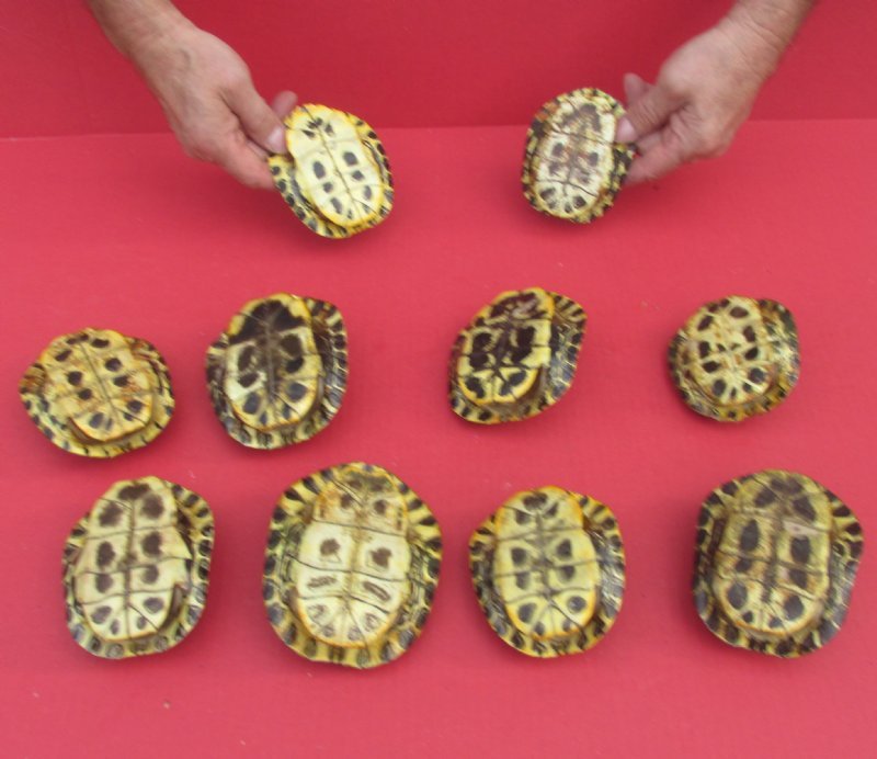 21/2 to 33/4 inches Small Red Eared Slider Turtle Shells for Sale 7.