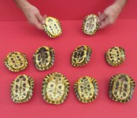 2-1/2 to 4 inches Small Red Eared Slider Turtle Shells <Font color=red> Wholesale</font>-   12 @ $9.45 each