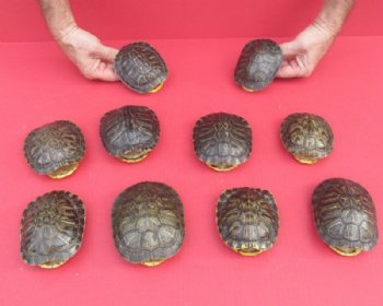 4 Small Empty Red Eared Slider Turtle Shells - $16.50 each; 4 @ $14.85 each