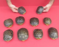 4 inches Small Empty Red Eared Slider Turtle Shells <font color=red> Wholesale</font> - 12 @ $9.90 each