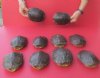 5 to 5-3/4 inches Authentic Empty Red Eared Slider Turtle Shells  for Crafts - Pack of 1 @ $14.40 each
