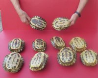 5 inches Empty Red Eared Slider Turtle Shells -  $17.99 each; 4 @ $16.20 each