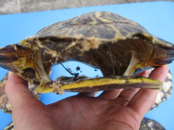 7 inches Empty Natural Red Eared Slider Turtle Shells <font color=red>Wholesale, Some need further cleaning</font> 25 @ $9.50 each