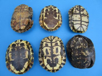 7 inches Empty Natural Red Eared Slider Turtle Shells <font color=red>Wholesale, Some need further cleaning</font> 25 @ $9.50 each