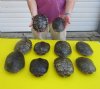 6 to 6-7/8 inches <font color=red>Wholesale</font> Red Eared Slider Turtle Shells in Bulk  - Pack of 12 @ $9.00 each