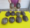 7 to 7-7/8 inches <font color=red>Wholesale</font> Red Eared Slider Turtle Shells in Bulk - Case of 10 @ $10.00 each  