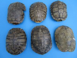 7 inches Red Eared Slider Turtle Shells <font color=red>Wholesale, Grade B - Some need further cleaning</font> - 10 @ $10.00 each