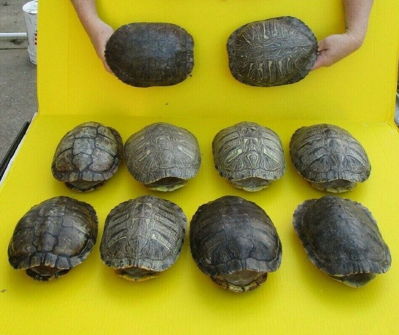 8 to 87/8 inches Empty Red Eared Slider Turtle Shell for Sale