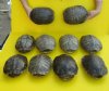 8 to 8-7/8 inches <font color=red> Wholesale</font> Empty Red Eared Slider Turtle Shell for Sale - Pack of 6 @ $15.00 each