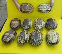 8 to 8-7/8 inches Empty Red Eared Slider Turtle Shell for Sale - $22.49 each 
