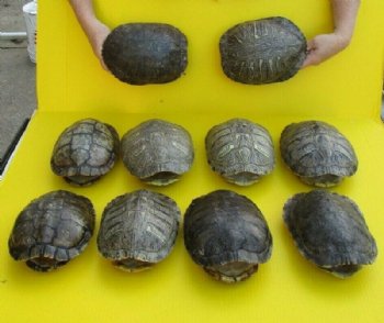 8 to 8-7/8 inches Empty Red Eared Slider Turtle Shell for Sale - $22.49 each 