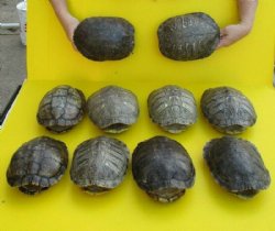 8 to 8-7/8 inches Empty Red Eared Slider Turtle Shell for Sale - $22.49 each 