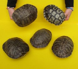 9 inches Large Empty Red Eared Slider Turtle Shell for Sale - $29.99 each