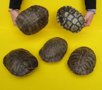 9 inches Large Real Red Eared Slider Turtle Shells <font color=red>Wholesale</font> for Crafts  -  5 @ $20.00 each