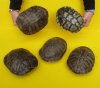 9 inches Large Empty Red Eared Slider Turtle Shell for Sale - Pack of 1 @ $29.99 each