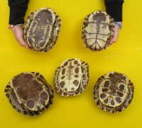 9 inches Large Real Red Eared Slider Turtle Shells <font color=red>Wholesale</font> for Crafts  -  5 @ $20.00 each