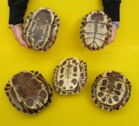 9 inches Large Empty Red Eared Slider Turtle Shell for Sale - $29.99 each