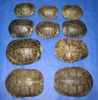 9 inches Large Real Red Eared Slider Turtle Shells <font color=red>Wholesale</font> for Crafts  -  5 @ $20.00 each